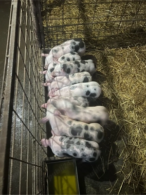 vind purcei de 6 saptamini  - imagine 3