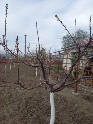 Casa in Heliade Rădulescu  - imagine 2