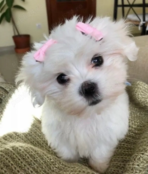Bichon Maltese cu pedigree 