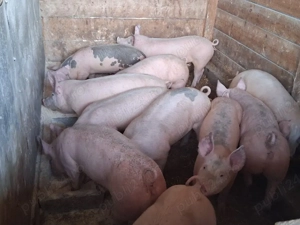 vând 19soldani, medie  50 kg (masculi castraţi) 