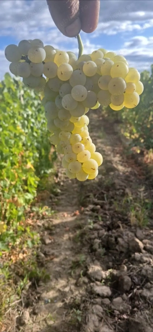 Vin de vanzare Calitate Superioara - imagine 3