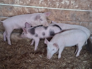 vând 4 purcei de 9 săptămâni  - imagine 2