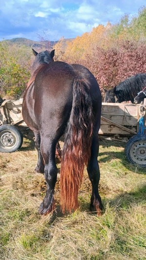 vand doi manji de 2 ani si unu de 6 luni 