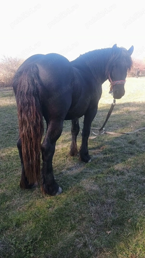 vand doi manji de 2 ani si unu de 6 luni  - imagine 2