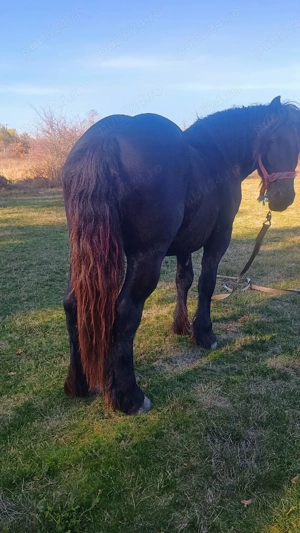 vand doi manji de 2 ani si unu de 6 luni  - imagine 3