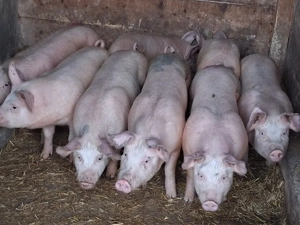 vând soldani Rasa de calitate Marele Alb 50 kg - imagine 2