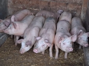 vând soldani Rasa de calitate Marele Alb 50 kg