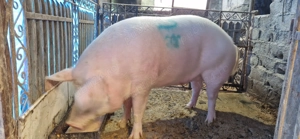 Vând porc jud Dâmbovița, (50 km Bucuresti) - imagine 2