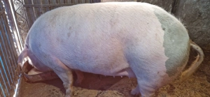 Vând porc jud Dâmbovița, (50 km Bucuresti)