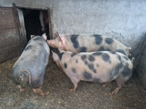 Vand porci Petrain, rasa de carne, crescuti natural - imagine 2