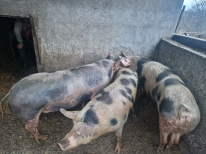 Vand porci Petrain, rasa de carne, crescuti natural - imagine 3