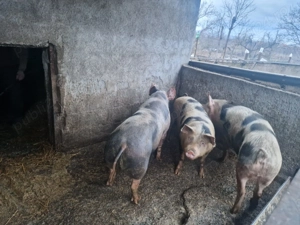 Vand porci Petrain, rasa de carne, crescuti natural - imagine 4