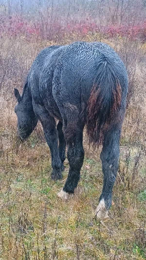 vand doi manji de 2 ani si unu de 6 luni  - imagine 5