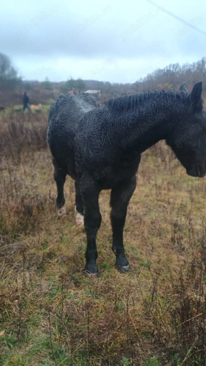 vand doi manji de 2 ani si unu de 6 luni  - imagine 4