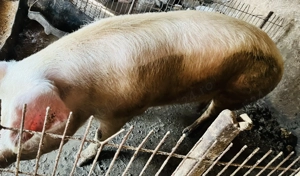 Porci viu sau carcasa - imagine 3