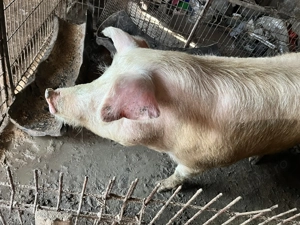 Porci viu sau carcasa