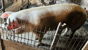 Porci viu sau carcasa - imagine 2