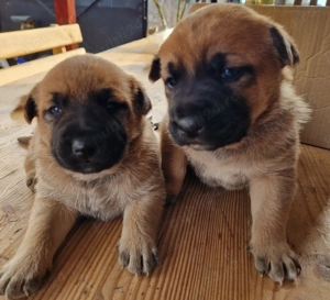 Căței Malinois  - imagine 2