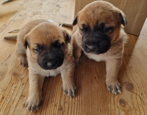 Căței Malinois  - imagine 3