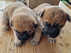 Căței Malinois  - imagine 5