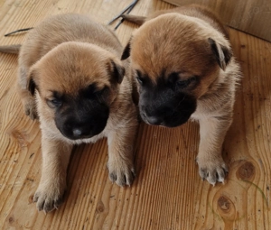 Căței Malinois  - imagine 4