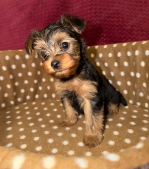 Pui Yorkshire Terrier (preț negociabil)