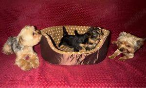 Pui Yorkshire Terrier (preț negociabil) - imagine 4