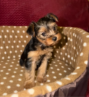 Pui Yorkshire Terrier (preț negociabil) - imagine 2