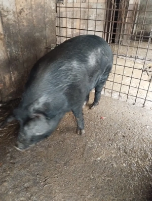vand porc de sacrificat - imagine 4