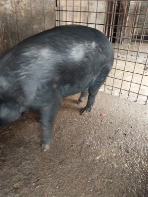 vand porc de sacrificat - imagine 3