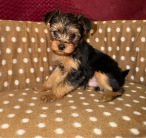 Pui Yorkshire Terrier (preț negociabil) - imagine 3