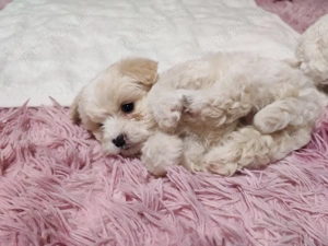 Cățeluși bichon maltez 