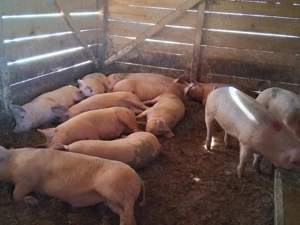 vând soldani 75-80;kg(masculi castraţi) - imagine 2