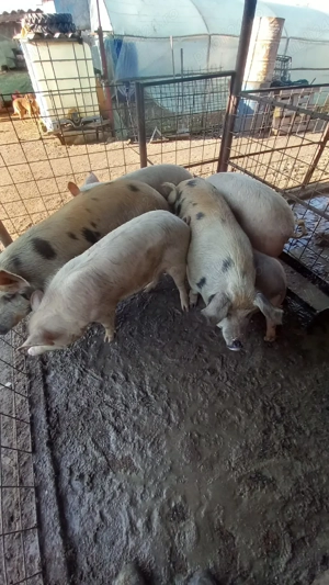 Vând purcele,mai multe detalii la nr de tel - imagine 5