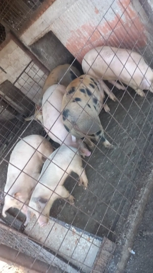 Vând purcele,mai multe detalii la nr de tel - imagine 2