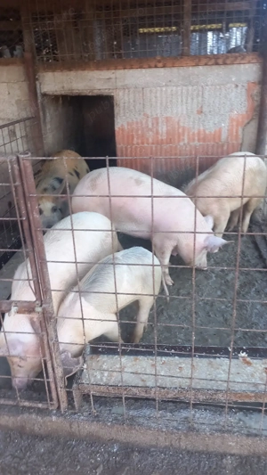 Vând purcele,mai multe detalii la nr de tel - imagine 4