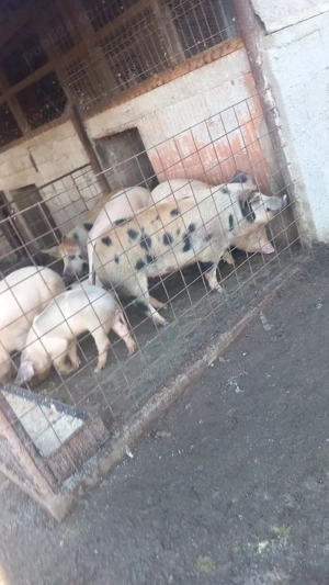 Vând purcele,mai multe detalii la nr de tel - imagine 3