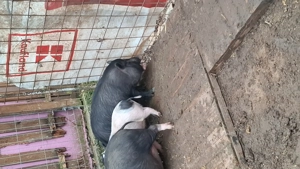 Vând 4 scrofițe și un vier au intre 3 luni și 5 luni !! - imagine 5