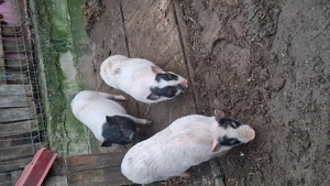 Vând 4 scrofițe și un vier au intre 3 luni și 5 luni !!