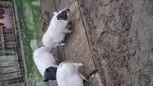 Vând 4 scrofițe și un vier au intre 3 luni și 5 luni !! - imagine 3