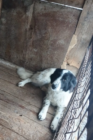 Ciobanesc Romanesc de Bucovina - imagine 3