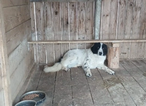 Ciobanesc Romanesc de Bucovina