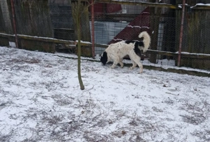 Ciobanesc Romanesc de Bucovina - imagine 2