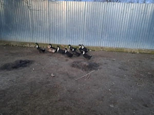 Rate  macanitoare  de vanzare tinere 