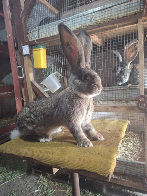 o femela si 2masculi urias german  - imagine 5