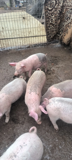 Purcei de vanzare. - imagine 6