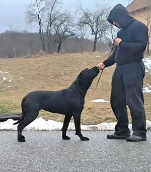 Cane Corso junioara. - imagine 2