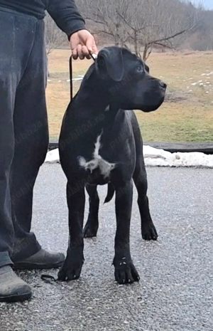 Cane Corso junioara. - imagine 3