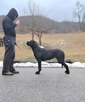 Cane Corso junioara. - imagine 5
