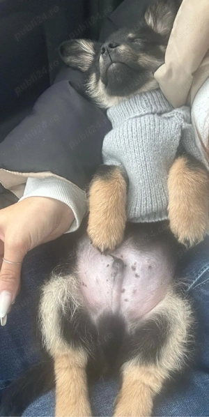 Donez pui metis aproximativ doua luni talie mica-medie - imagine 3